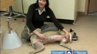 Emergency Dog Health Care : Tips For Treating Injuries to a Dog's Genitals