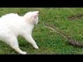 Snake vs Cat - Mossy Oak