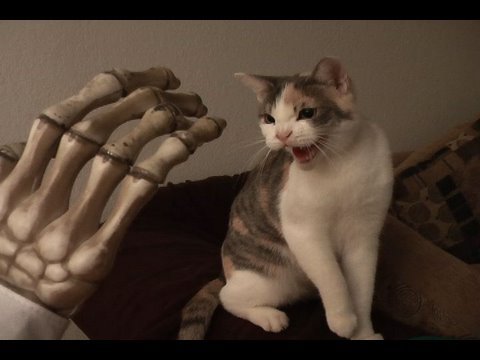 Cat hissing at evil toy hand. Cat hissing at evil toy hand