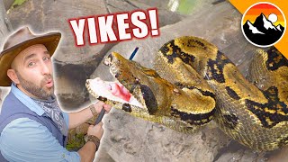 Big Angry Snake - Can It Be Rescued?