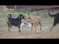 Bully Kuta Have Meeting With Friend in the Village Funny Dogs on the Street