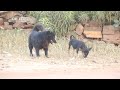 Bully Kuta Have Meeting With Friend in the Village Funny Dogs on the Street