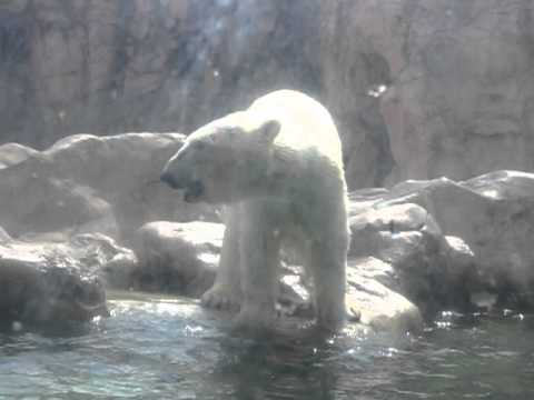 白熊in八木山動物公園【宮城県仙台市太白区】 （2011．05．03）