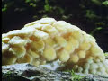 Wow! Fungi plant growth - The Private Life of Plants - David Attenborough - BBC wildlife