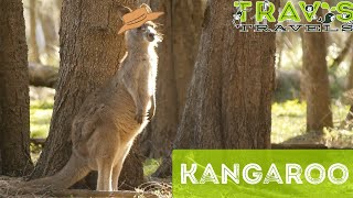 Kangaroo Facts