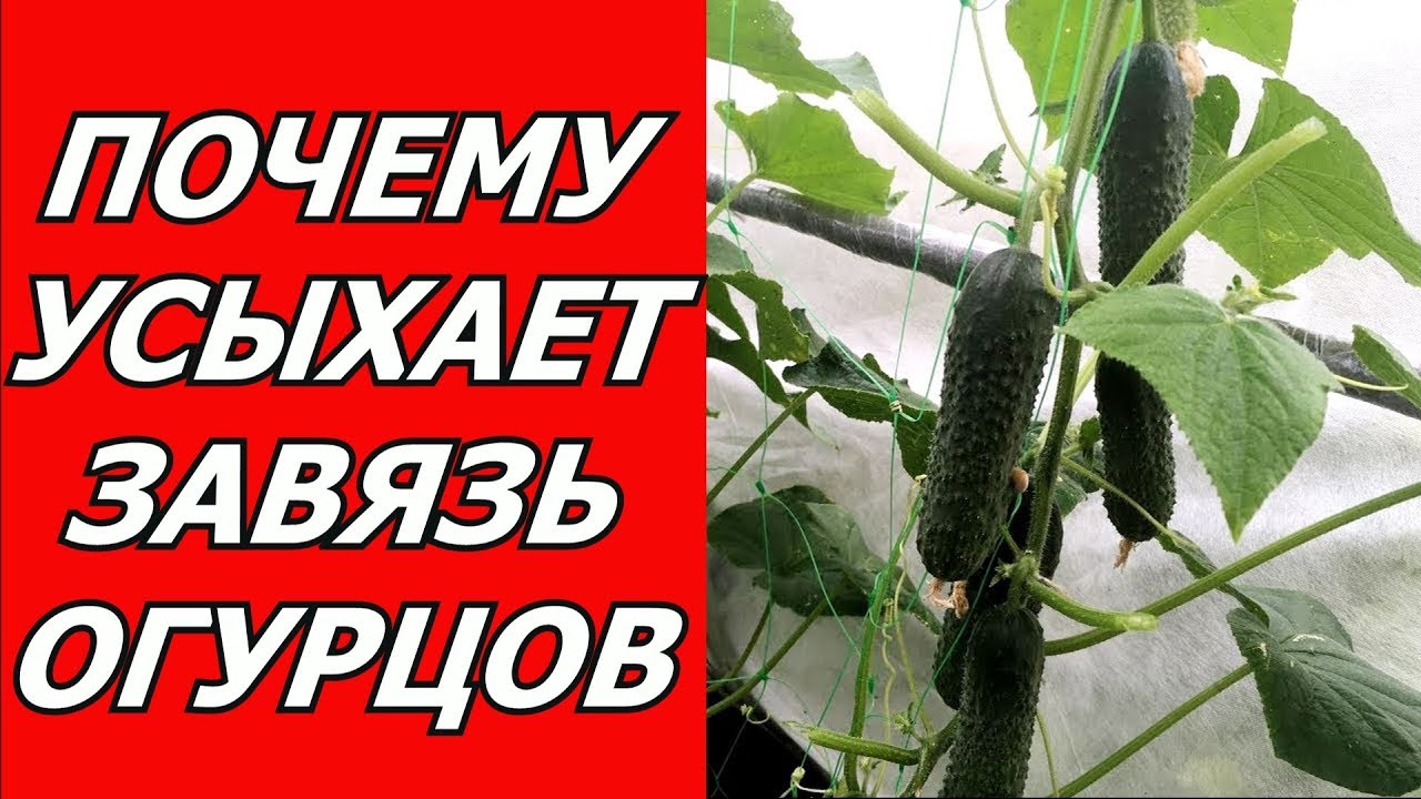 Как сделать завязь для огурцов Как сделать завязь для огурцов