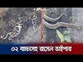 পুকুরের ধারে ৩২টি বাচ্চাসহ বিষধর রাসেল ভাইপার; অতঃপর... | Russell's Viper Snake | Jamuna TV
