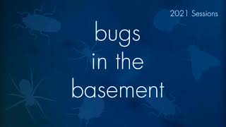 Bugs In The Basement - Altica Sylvia aka The Blueberry Flea Beetle