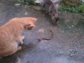image Pagi Jumaat Ular Kucing