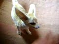 apprivoiser un fennec