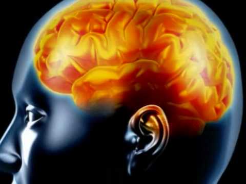 The Central Nervous System (Part 1: The Brain) - YouTube
