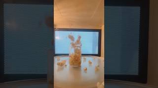 Popcorn Vs Microwawe