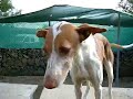 Savina: DUO-Ibiza Tierhilfe Tierschutz Tierheim Hu