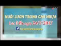 Bí quyết nuôi lươn trong can nhựa