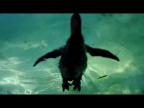 プカプカ泳ぐフンボルトペンギン（Humboldt Penguin）