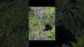 The Spectacled Bear Built Its Home On A Cliff To Give Birth To Its Offspring.