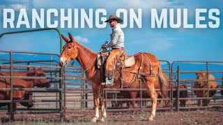 They Ranch On Mules?