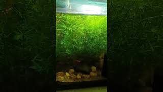 My Planted Ecosystem .