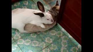 Rabbit loves cat