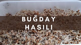 Buğday Hasili Nasil Yapilir ? Yavru Verimi