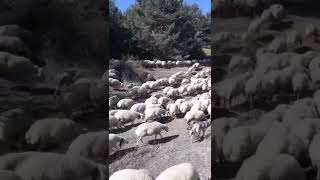 Sivas Şarkışla Mezraa Köyü Koyun Kelek Çan Sesi