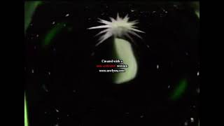 I Killed Dic Entertainment Logo 1990