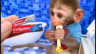 Monkey Baby Bon Bon Brush His Teeth In The Toilet And Eat Yellow Watermelon With Puppy In The Garden