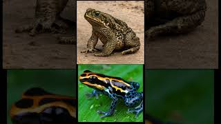 The American Toad