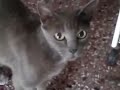 Scared cat hits the camera!!! very funny