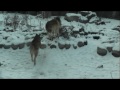 International Wolf Center 2 December 2011 - Viewing Pack Dynamics