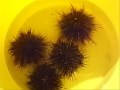 norwegian sea urchin
