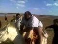 ماحد قالك تركب الحصان ههه