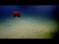 Octobus Video preview