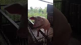 Pig House Cleaning