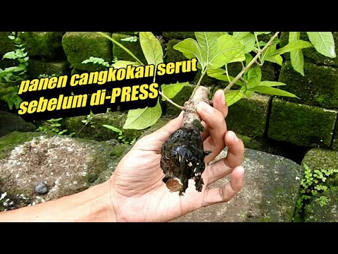 48 [ Daily bonsai ] 17/11/22 panen cangkok serut, program dan budidaya