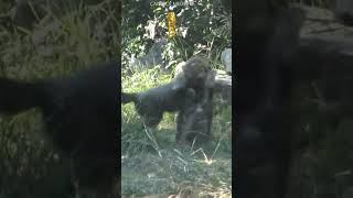 3 Bébés Guépards
