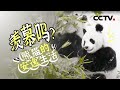 丫丫回国！大熊猫在中国的生活是怎样的？一起来“撸”大熊猫呀！【CCTV纪录】