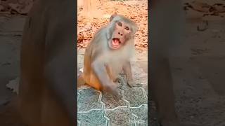 Cute Loon & Monkey Funny