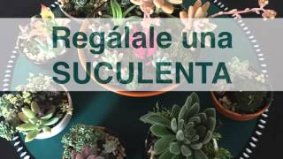 Suculentus Co