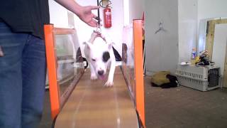Staffordshire Bullterrier Daisy Duke 2382014
