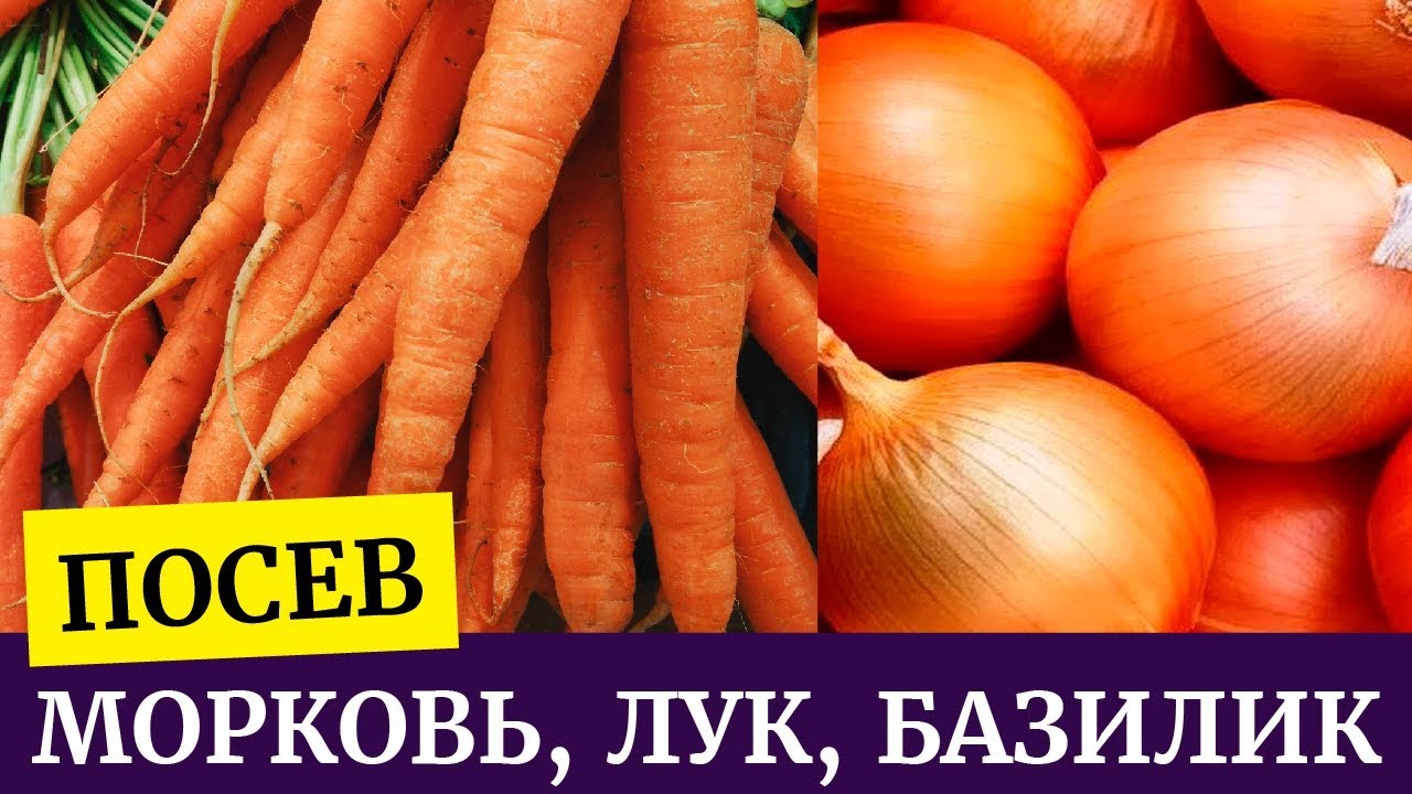 Посев моркови лука Посев моркови лука
