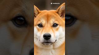 The Shiba Inu Who Became The Doge Meme Kabosu