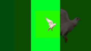 Birds Flying Effects Video,Birds Flying Green Screen Background,Birds Flying Green Screen Template