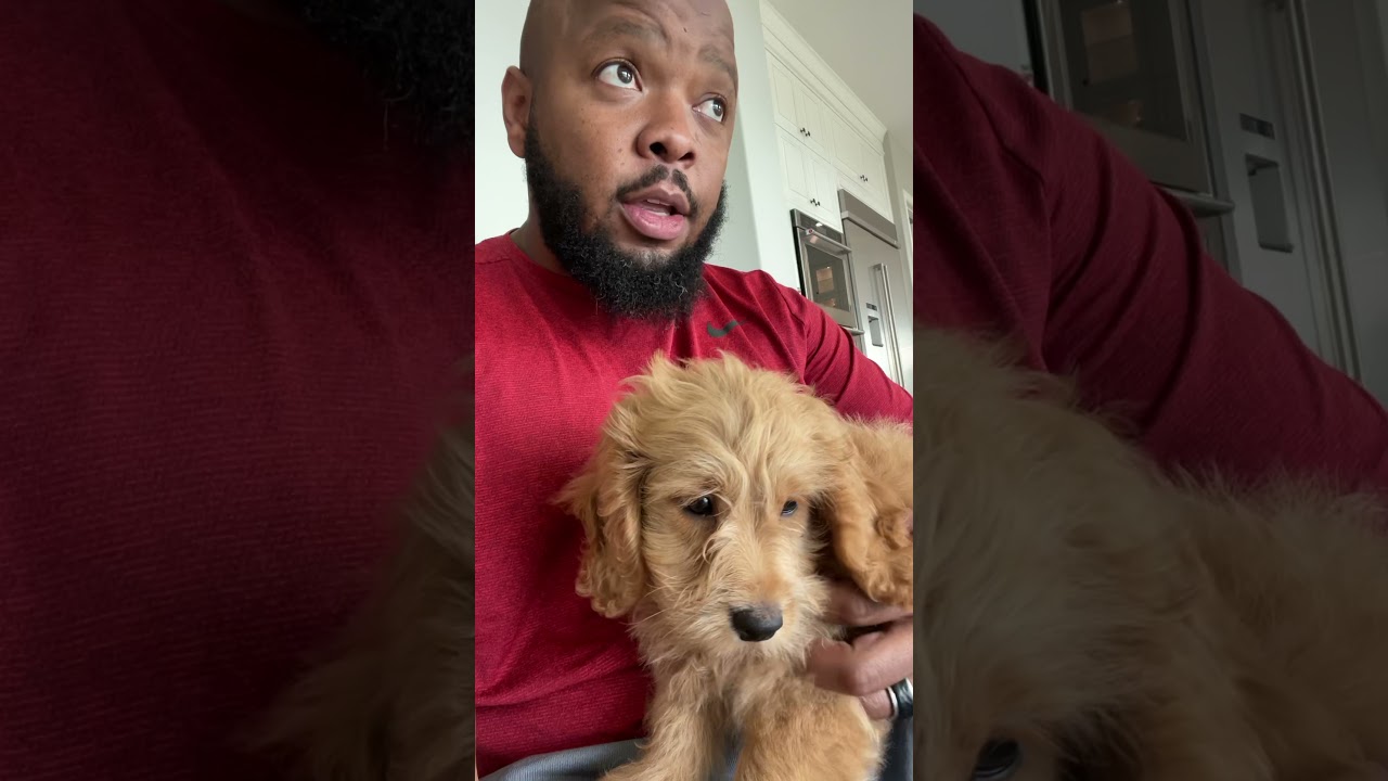 I apologize to dog owners for judging you