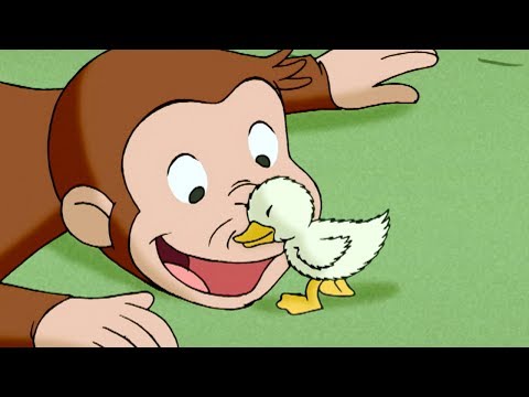 Curious George ? A Monkey’s Duckling ? Kids Cartoon ? Kids Movies | Videos for Kids