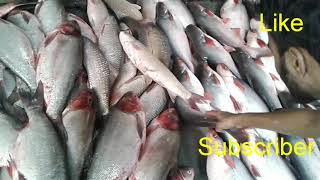 Biggest fish market at Kushtia || fish market in Bangladesh.