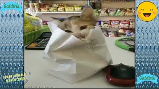 Animali divertenti. Funny Animals.🐩🐈 Funny Pet Animals' Life Videos march 2020.🐷🐱 Try Not To Laugh.7