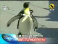 Emperor Penguin