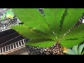 Growing Cannabis:  Day 51 Room -B-