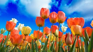 Easter Worship Service on April 12, 29 2020 at FUMC Pasadena, CA